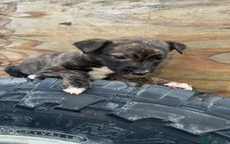 Mixed Breed dogs for sale: Beautiful litter of puppies  - Image 10