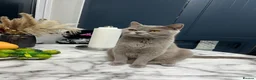 British Shorthair cats for sale: Kitten ready for Loving homes  - Advert 1