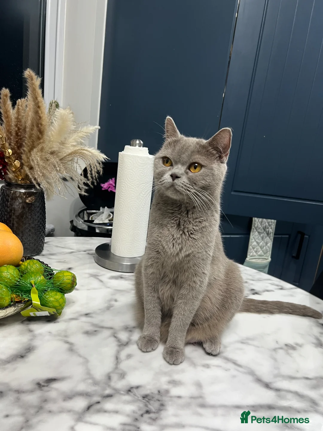British Shorthair cats for sale: Kitten ready for Loving homes  - Advert 1