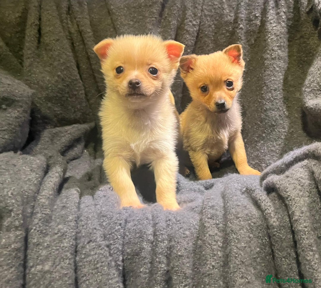 Pomchi dogs for sale: Pomeranian puppy's  - Advert 11