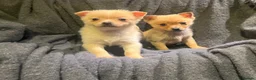 Pomchi dogs for sale: Pomeranian puppy's  - Advert 11