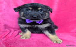German Shepherd dogs for sale: Adorable German Shepherd puppies - Image 16