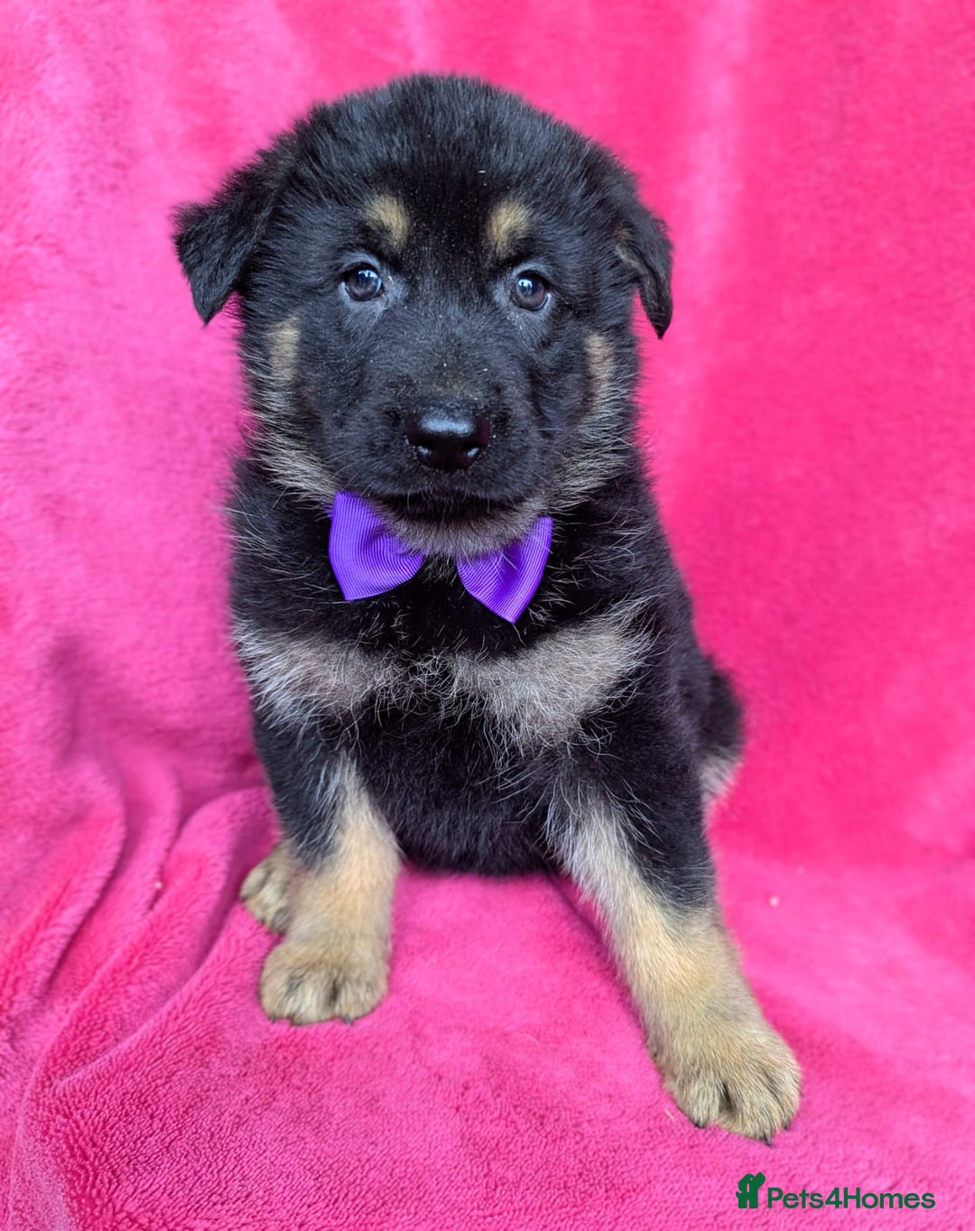 German Shepherd dogs for sale: Adorable German Shepherd puppies - Image 16