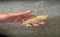 Dragon reptiles for sale: Beaded dragon  - Image 3
