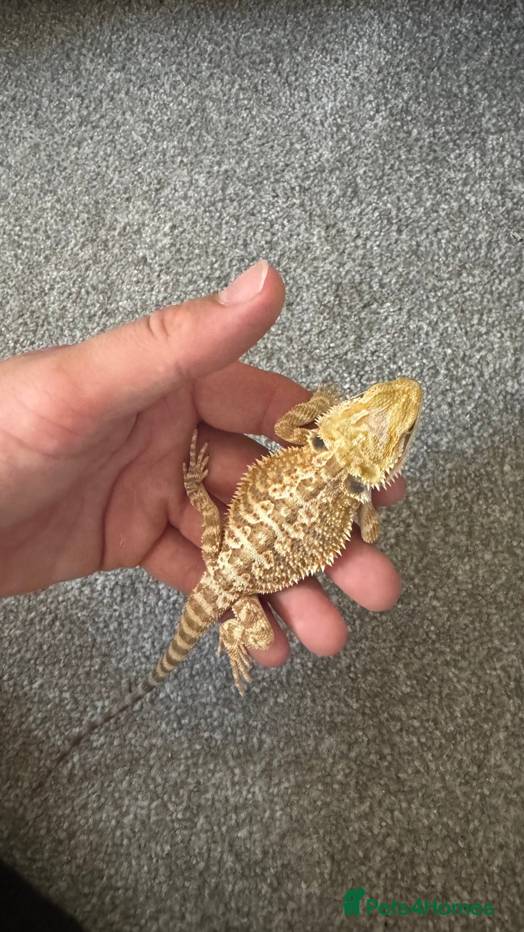 Dragon reptiles for sale: Beaded dragon  - Image 3