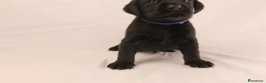 Blue Boy