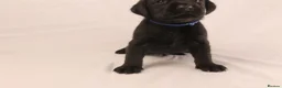 Labrador Retriever dogs for sale: 🐾🧡 BEAUTIFUL WORKING LABRADOR PUPPIES 🧡🐾 - Advert 11