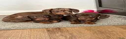 Dachshund dogs for sale: 🐾 Super Cute Sausage Dog Puppies! 🐾 in London - Advert 2