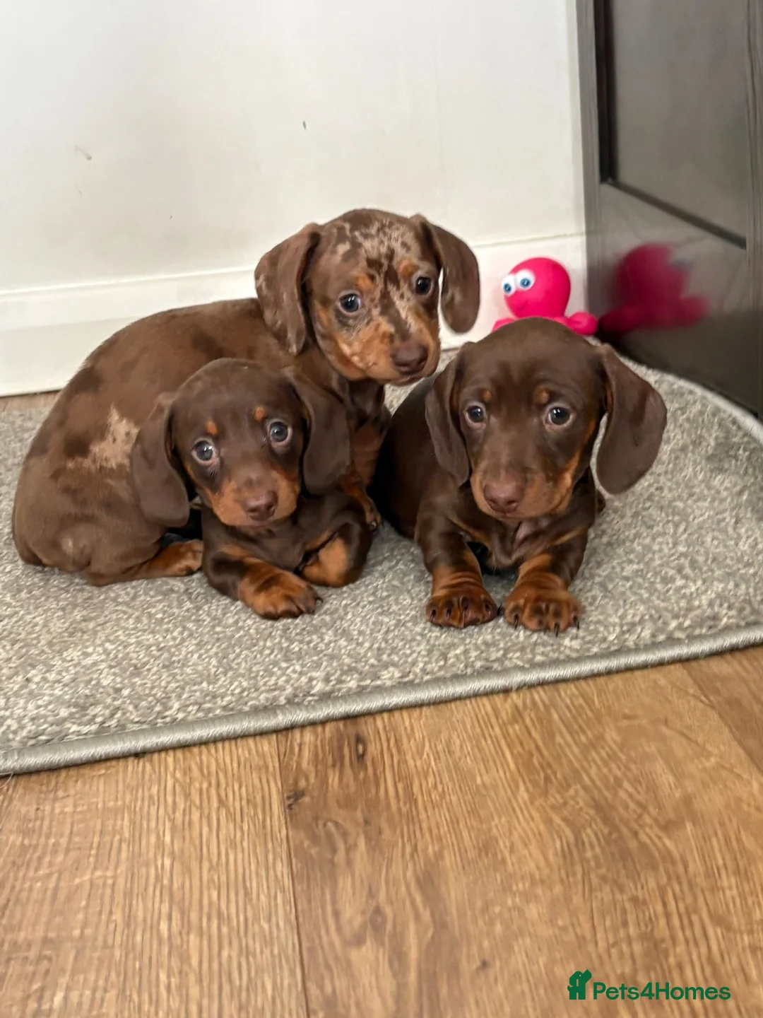 Dachshund dogs for sale: 🐾 Super Cute Sausage Dog Puppies! 🐾 in London - Advert 2