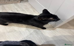 Domestic Shorthair cats for sale: Rehoming Sparkles Cat  - Image 3