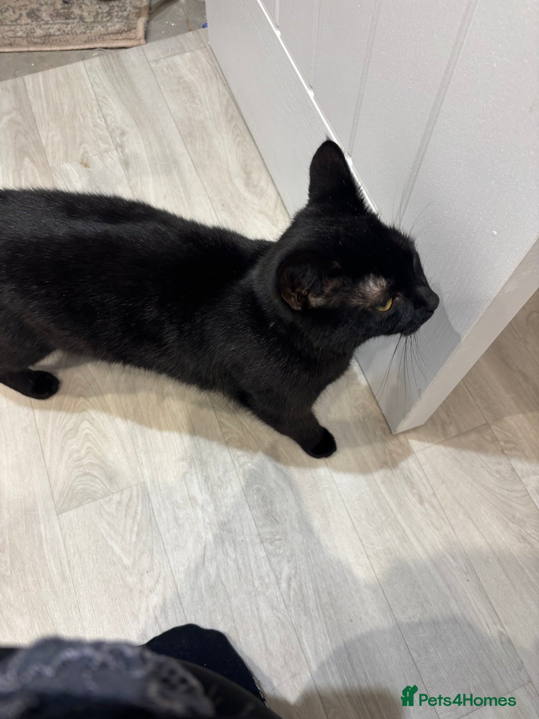 Domestic Shorthair cats for sale: Rehoming Sparkles Cat  - Image 3
