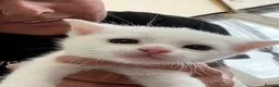 Mixed Breed cats for sale: Kittens - Advert 3