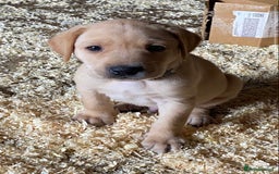 Labrador Retriever dogs for sale: Gorgeous Labrador puppies for sale - Image 29