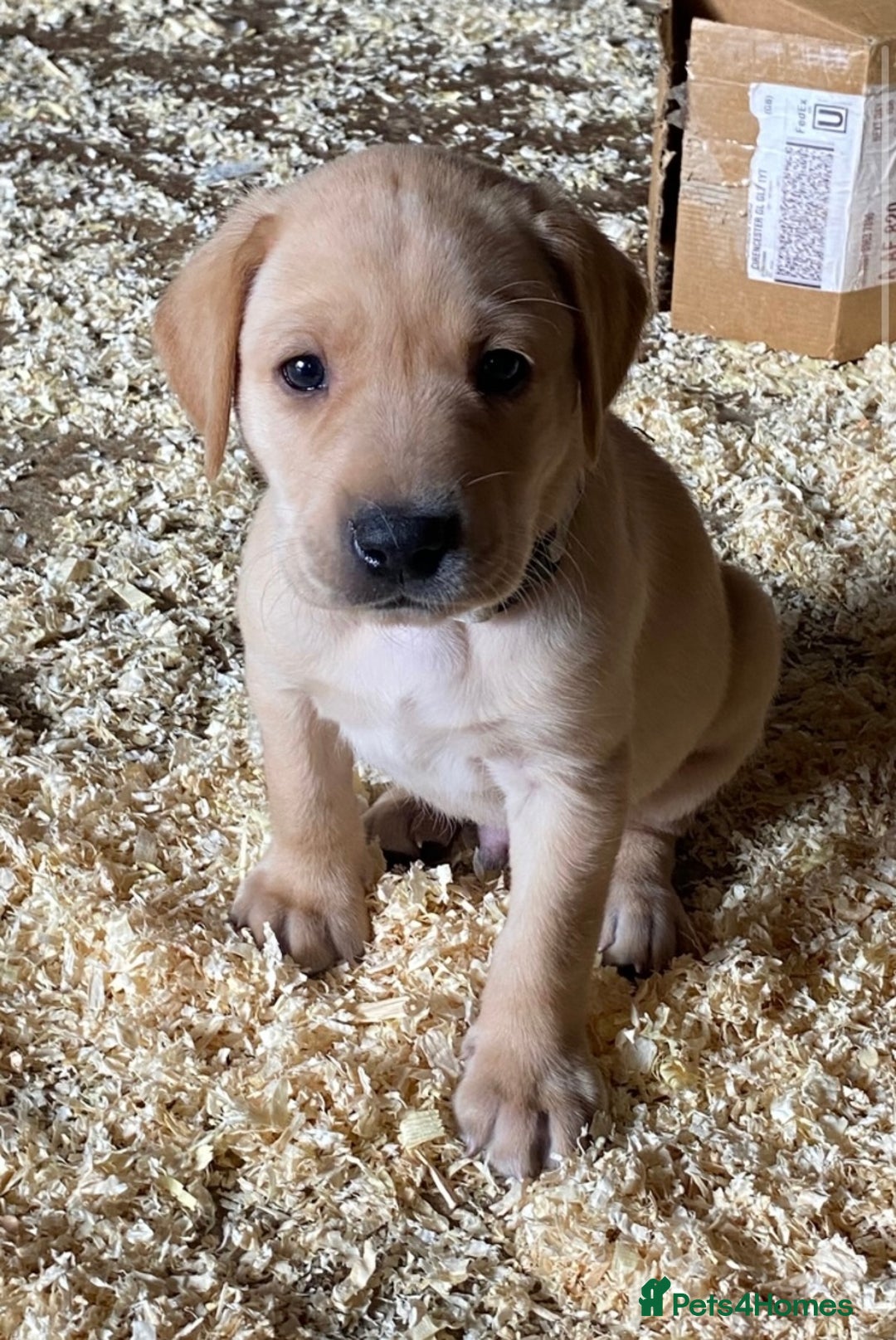 Labrador Retriever dogs for sale: Gorgeous Labrador puppies for sale - Image 29
