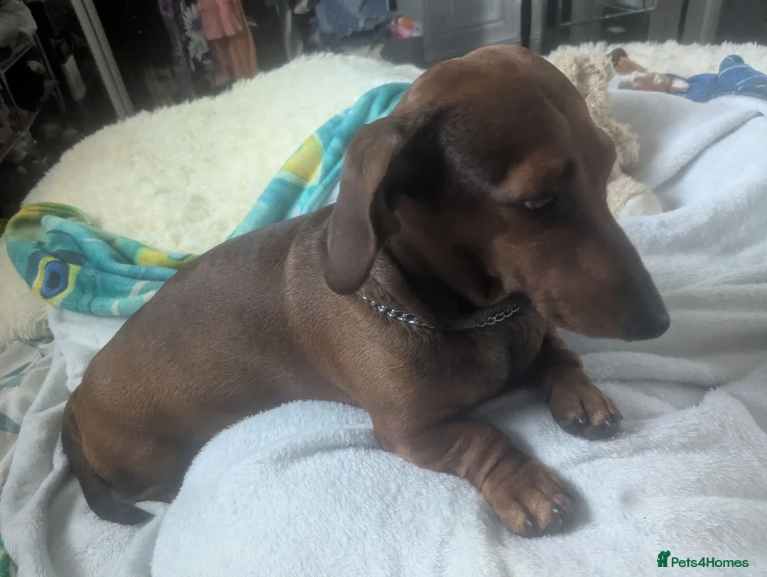 Jackshund dogs for sale: Minidashjack in Llangefni - Advert 1