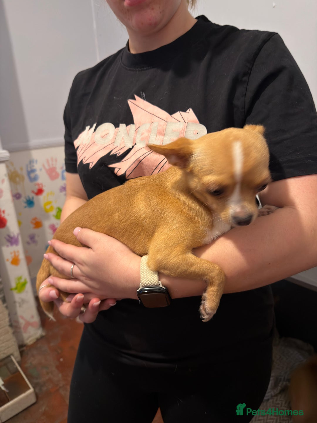 Mixed Breed dogs for sale: Males fenchie chihuahua x2 female chihuahua  - Image 19