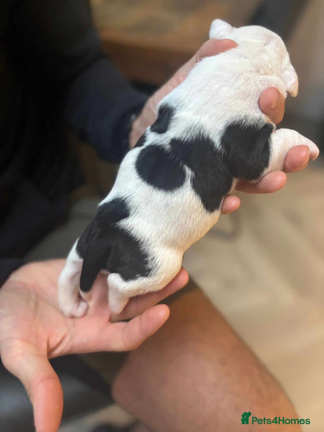 Mixed Breed dogs for sale: English Bulldog Staff Mix (Old Tyme Bulldog) - Image 13