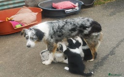 Border Collie dogs for sale: Beautiful Fluffy collie pups for sale  - Image 12