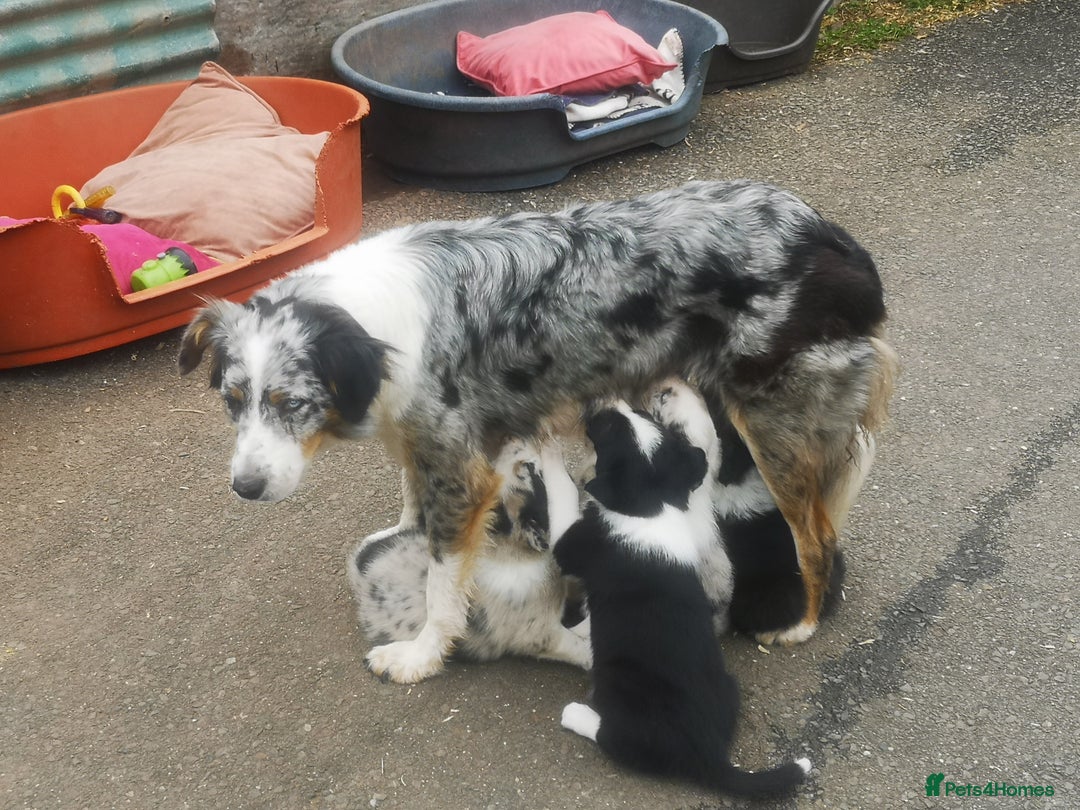 Border Collie dogs for sale: Beautiful Fluffy collie pups for sale  - Image 12