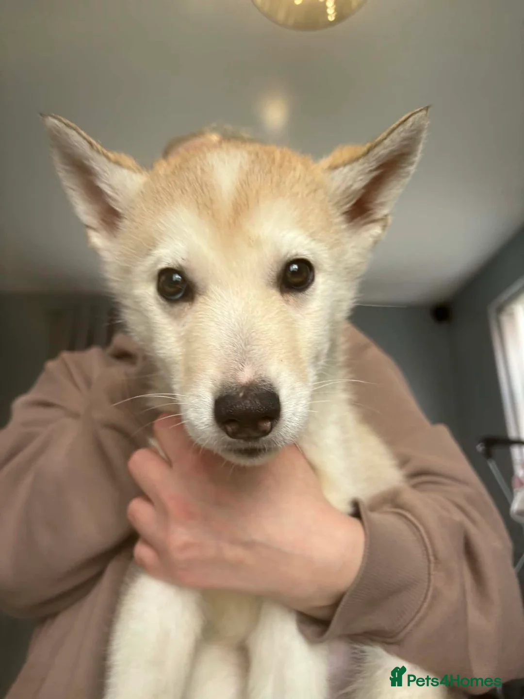 Siberian Husky dogs for sale: Male Husky Puppies - Advert 10