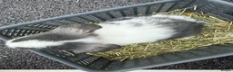 Mini Lop rabbits for sale: 8 week old mini lops. Ready now.  in Tamworth - Advert 5