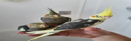 Cockatiels birds for sale: 3 beautiful baby hand reared cockateils. in Leeds - Advert 3