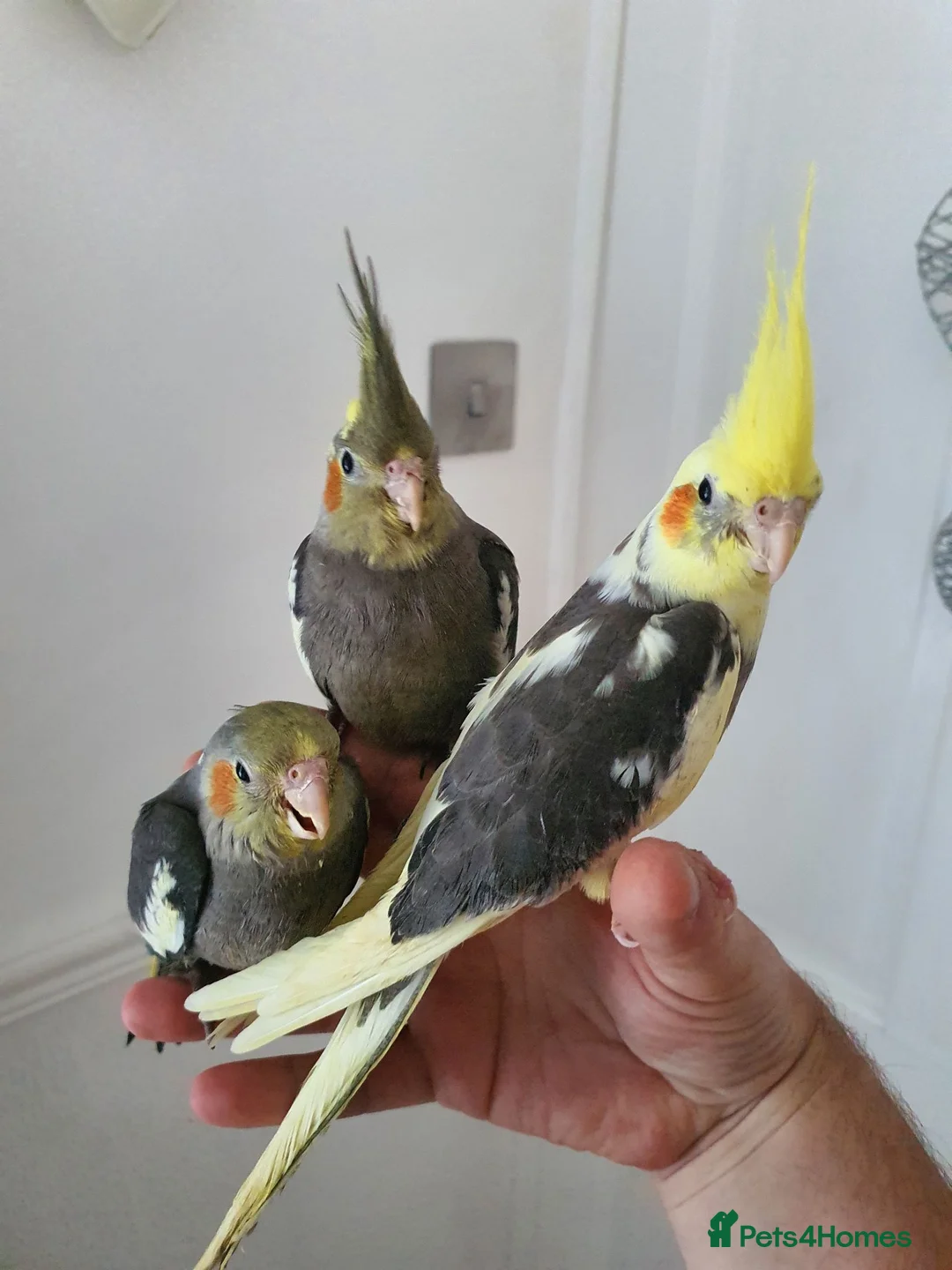 Cockatiels birds for sale: 3 beautiful baby hand reared cockateils. in Leeds - Advert 3