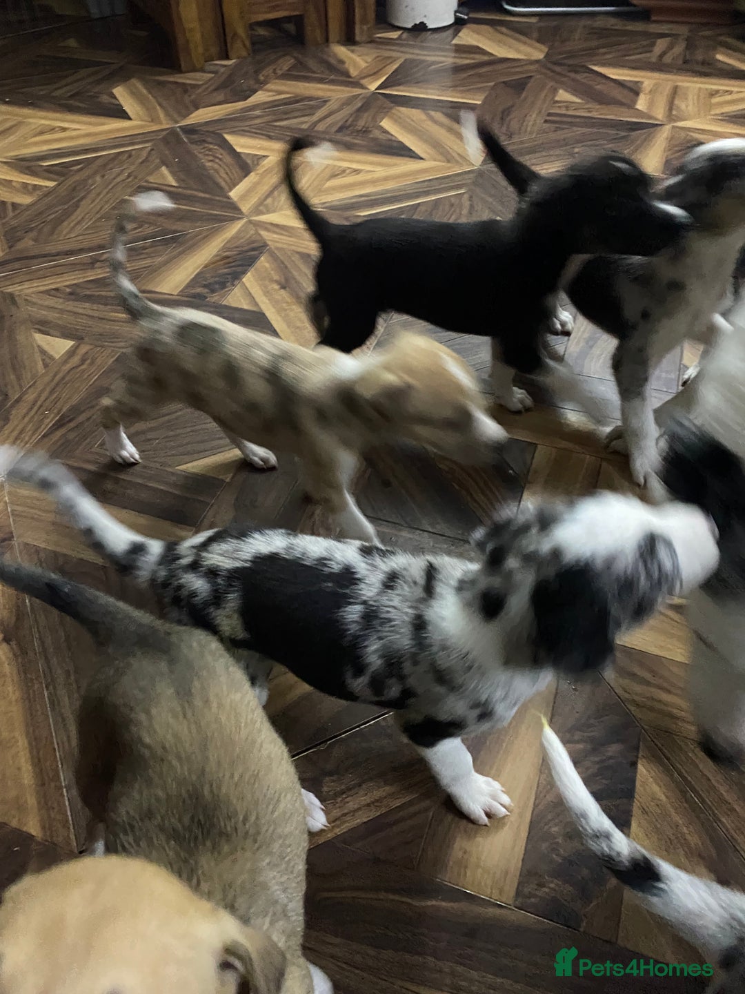 Mixed Breed dogs for sale: Collie lurcher greyhound mix - Advert 29