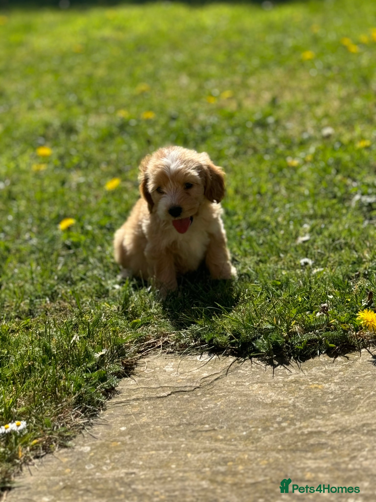 Cockapoo dogs Stunning cockapoos🐶🩷 - Advert 4