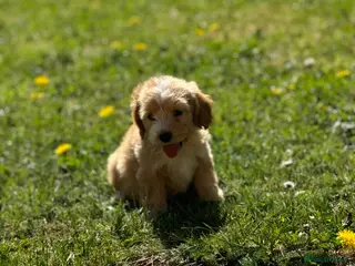 Cockapoo dogs Stunning cockapoos🐶🩷 - Advert 11