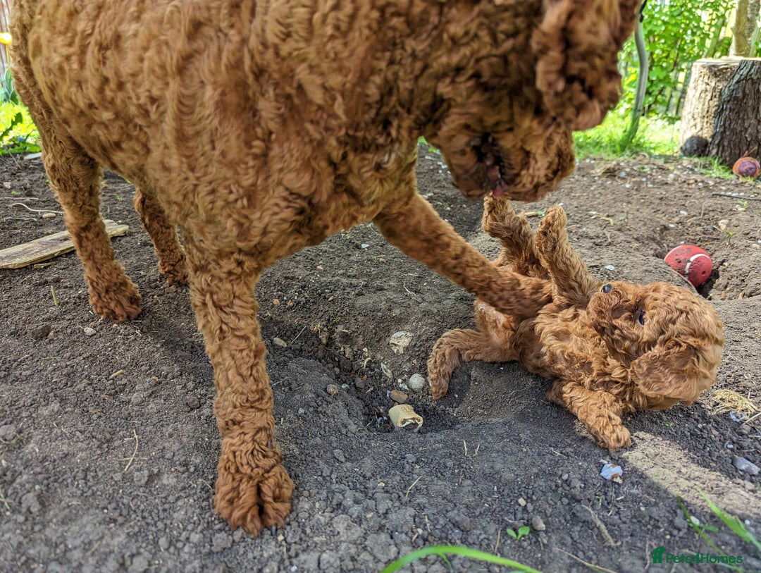 Toy Poodle dogs for stud: For stud Toy-miniature poodle  - Advert 4