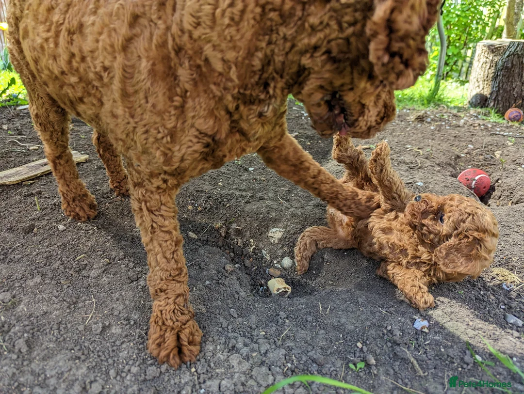 Toy Poodle dogs for stud: For stud Toy-miniature poodle  - Advert 4