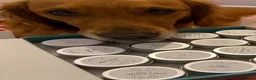 Golden Retriever dogs for sale: KC reg working golden retriever boys  - Advert 33