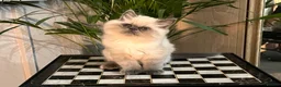 Persian cats for sale: Soo affectionate "Hand reared",persian kitten (M)  - Advert 12