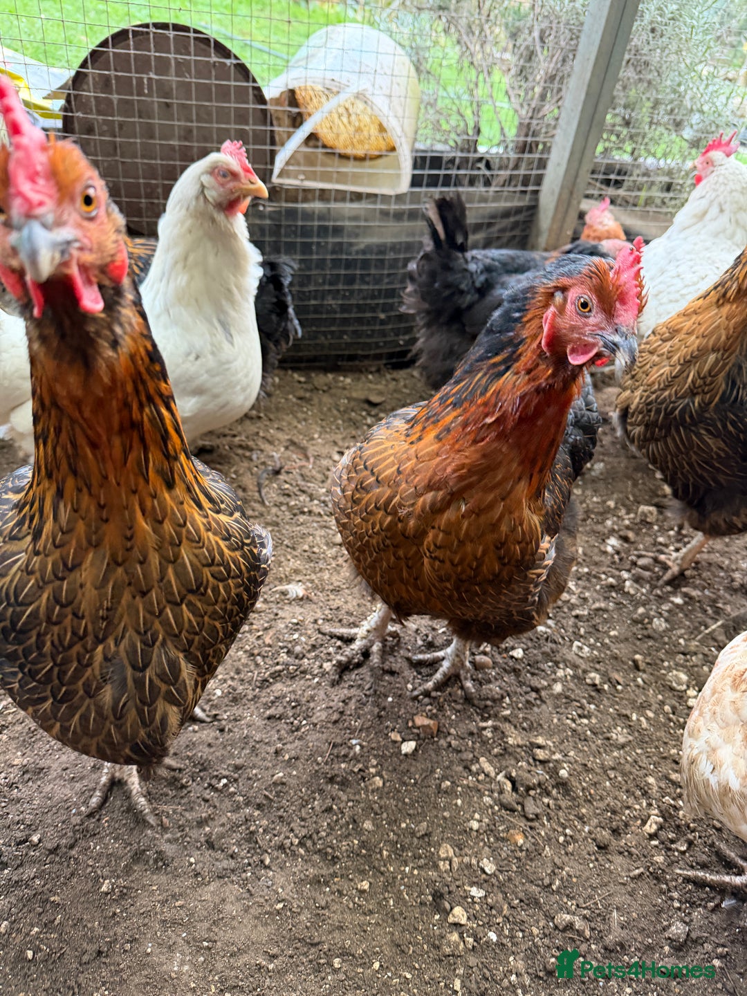 Chickens poultry for sale: 12 Chickens still laying  - Advert 2