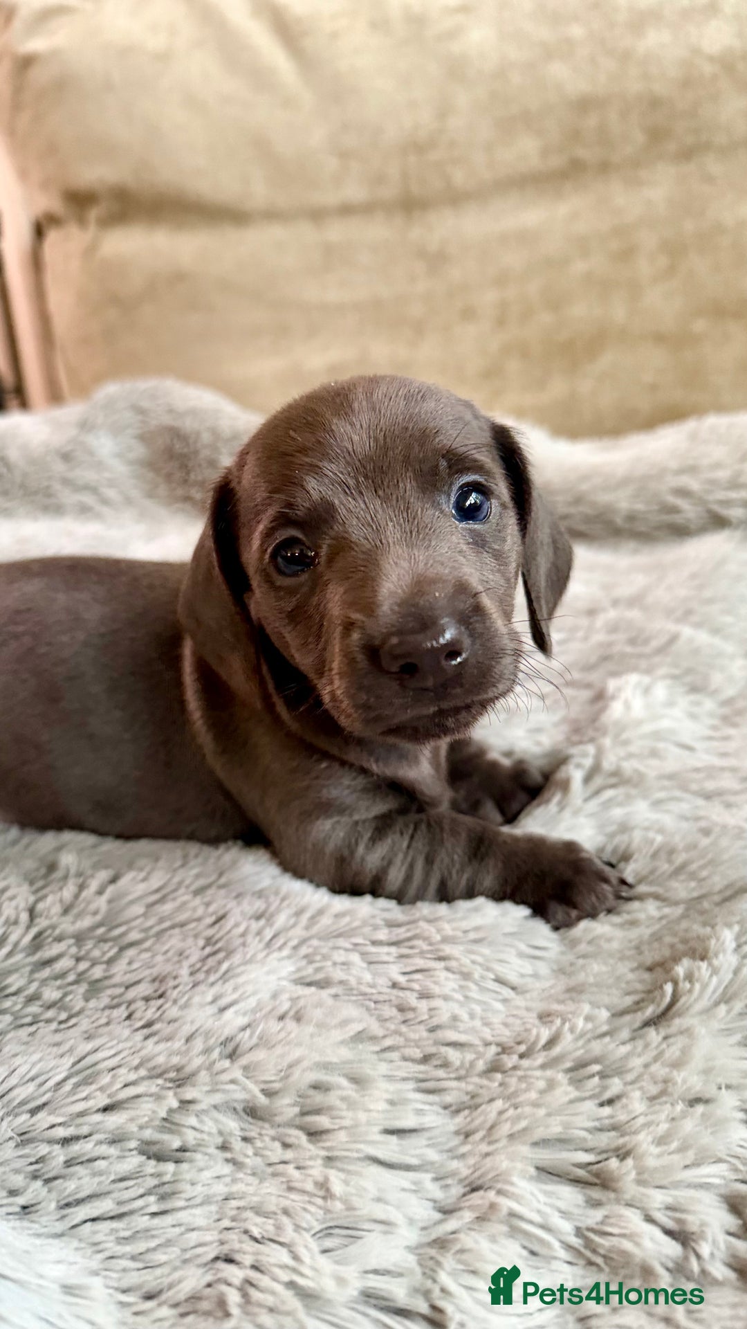 Miniature Dachshund dogs for sale: Rare colour KC registered mini dachshund puppies  - Advert 17
