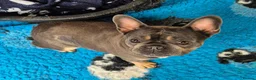 French Bulldog dogs for adoption: Stella - In Ayr Looking for a Home  - Advert 2
