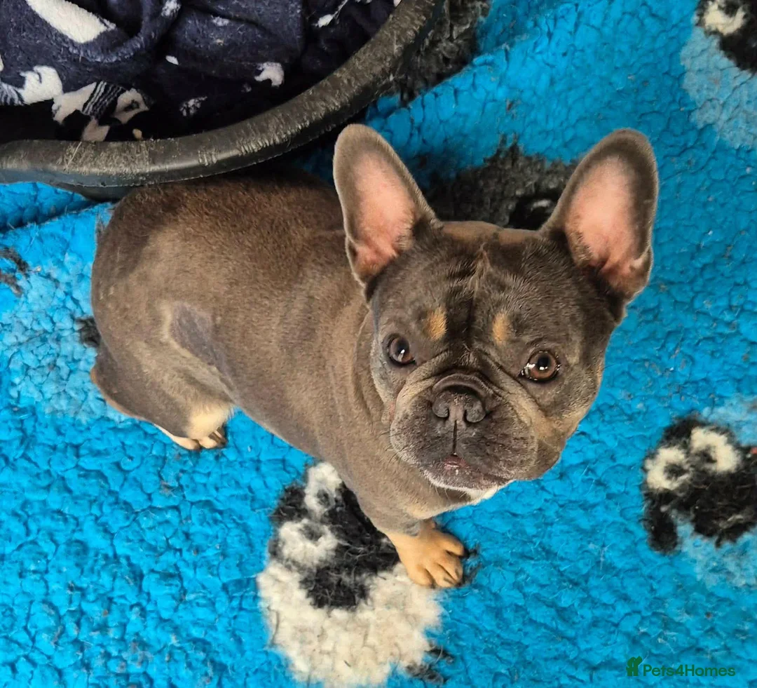 French Bulldog dogs for adoption: Stella - In Ayr Looking for a Home  - Advert 2