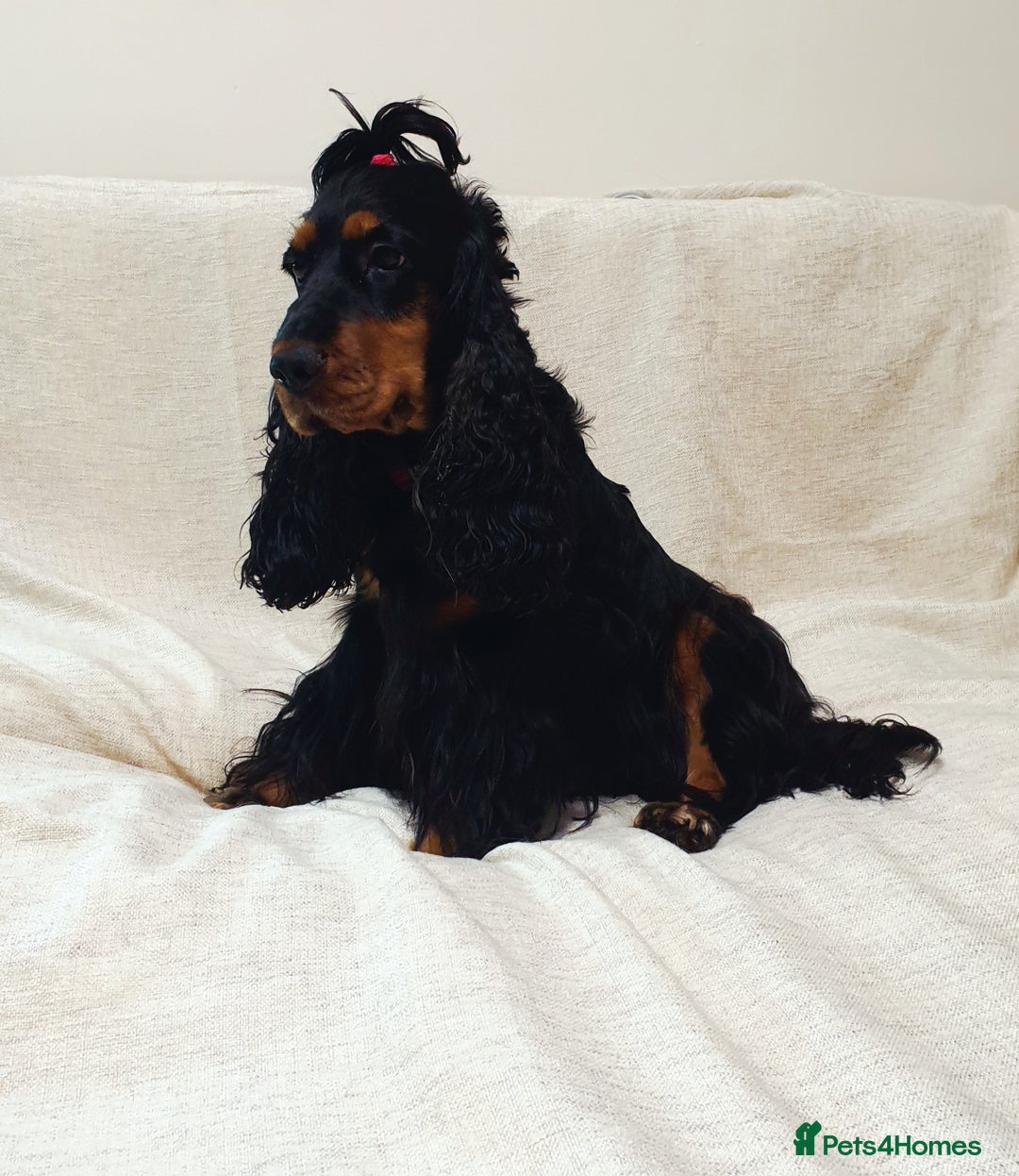 Cocker Spaniel dogs for sale: Show type unique markings cocker spaniel puppies  - Advert 3