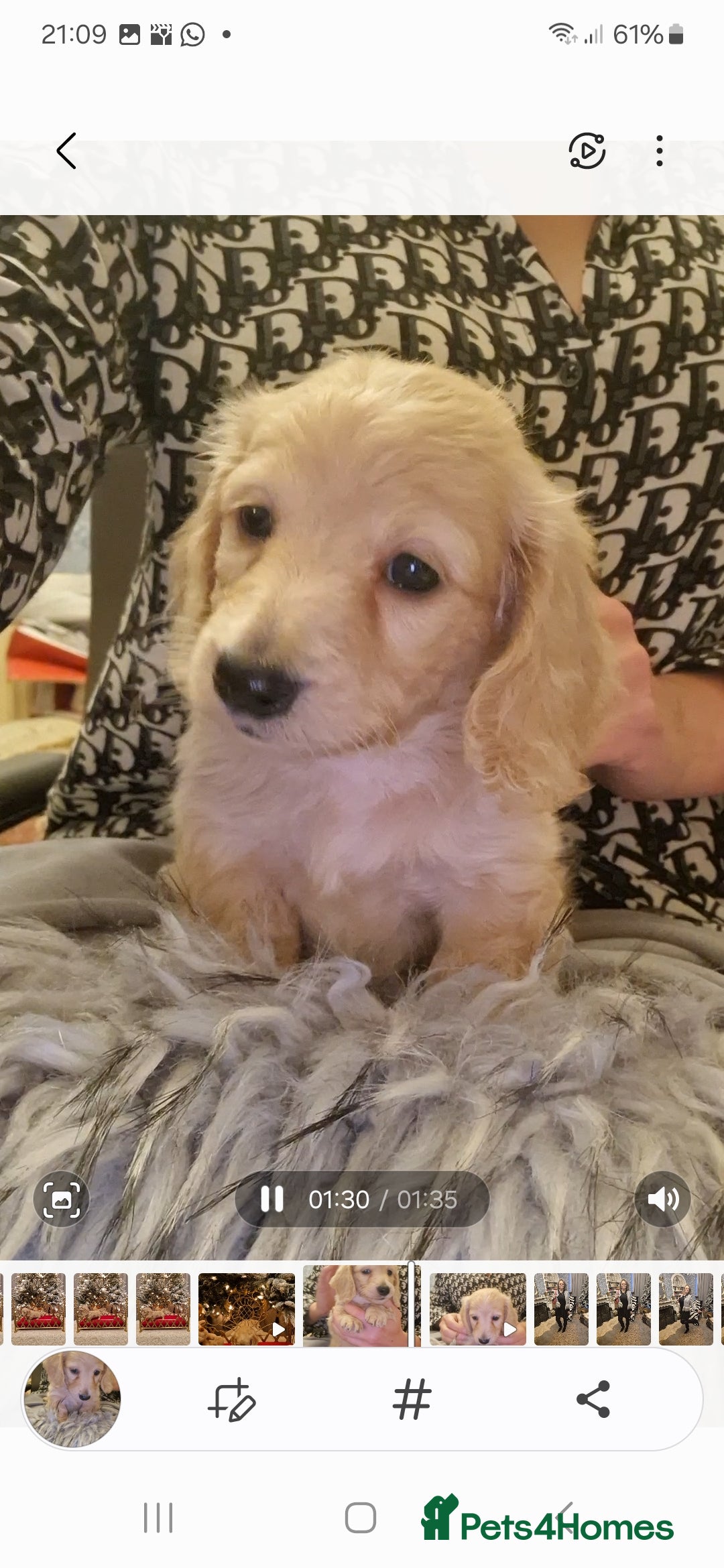 Miniature Dachshund dogs for sale:  Ready Now! Last Girl Long Coat Waiting For You  - Advert 18