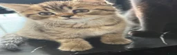 British Shorthair cats for sale: British short hair 2 females and 2 males - Advert 20