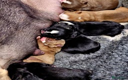 English Bulldog dogs for sale: KC Reg English Bulldogs Champion Bloodlines  - Image 11