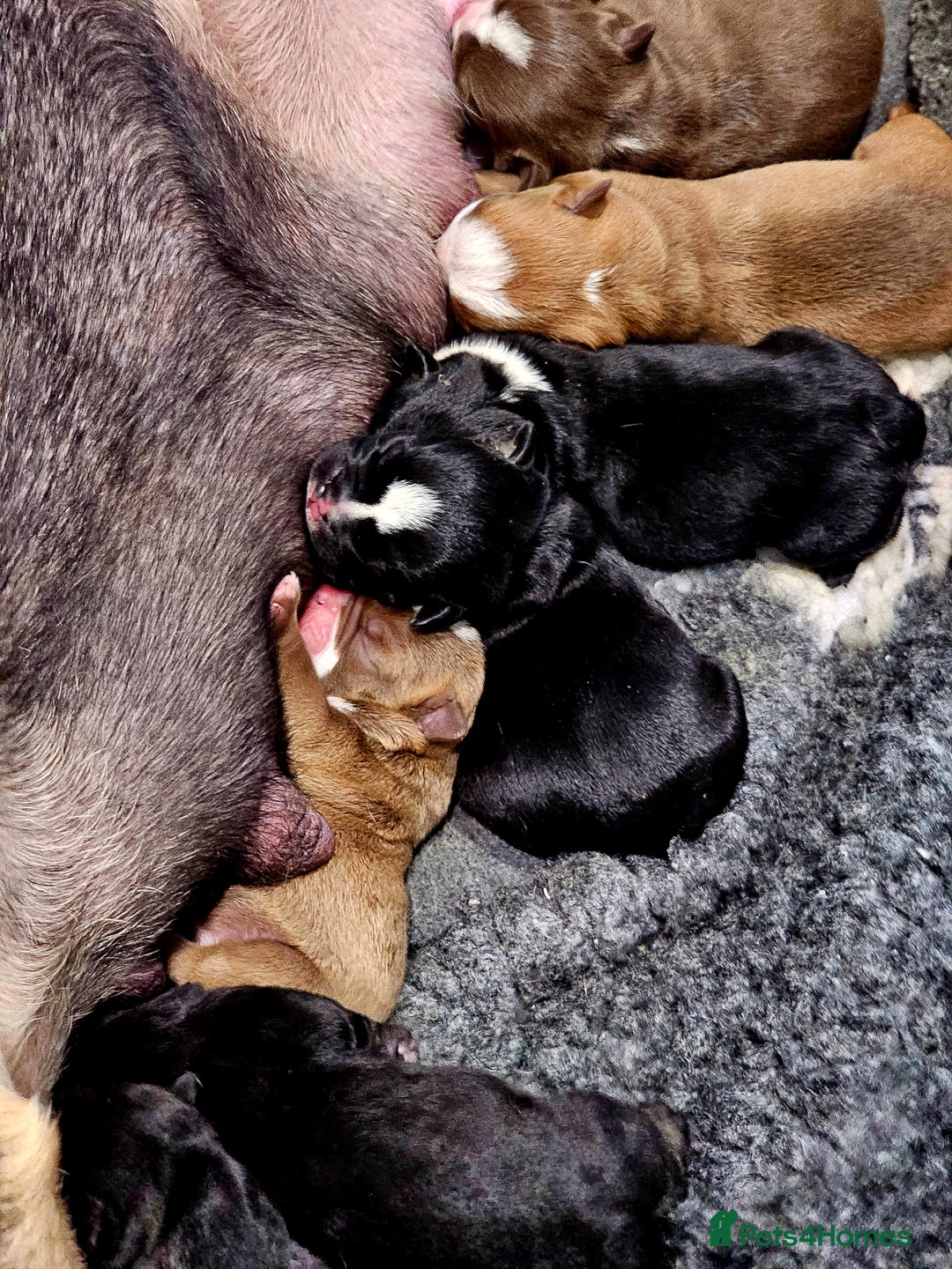 English Bulldog dogs for sale: KC Reg English Bulldogs Champion Bloodlines  - Image 11