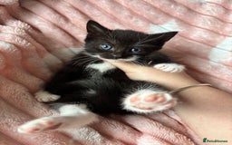 Mixed Breed cats for sale: 3 adorable kittens! Ready in 3 weeks!! 🐈‍⬛🐈‍⬛ - Image 8