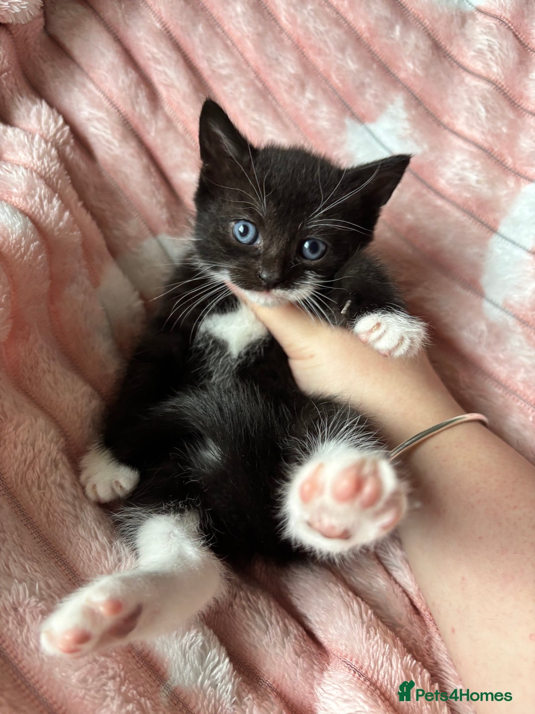 Mixed Breed cats for sale: 3 adorable kittens! Ready in 3 weeks!! 🐈‍⬛🐈‍⬛ - Image 8