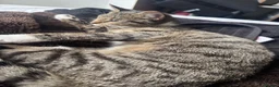 Aegean cats for sale: beautiful greek aegan kittens two males & one girl - Advert 5