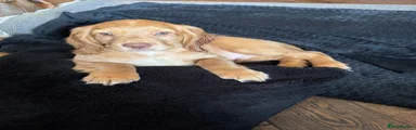 Cocker Spaniel 2