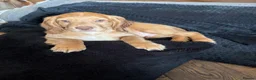 Cocker Spaniel dogs for sale: Working cocker spaniels.  in Wigan - Advert 9