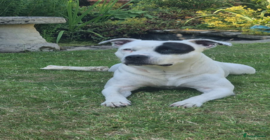 Staffordshire Bull Terrier dogs - Advert 9