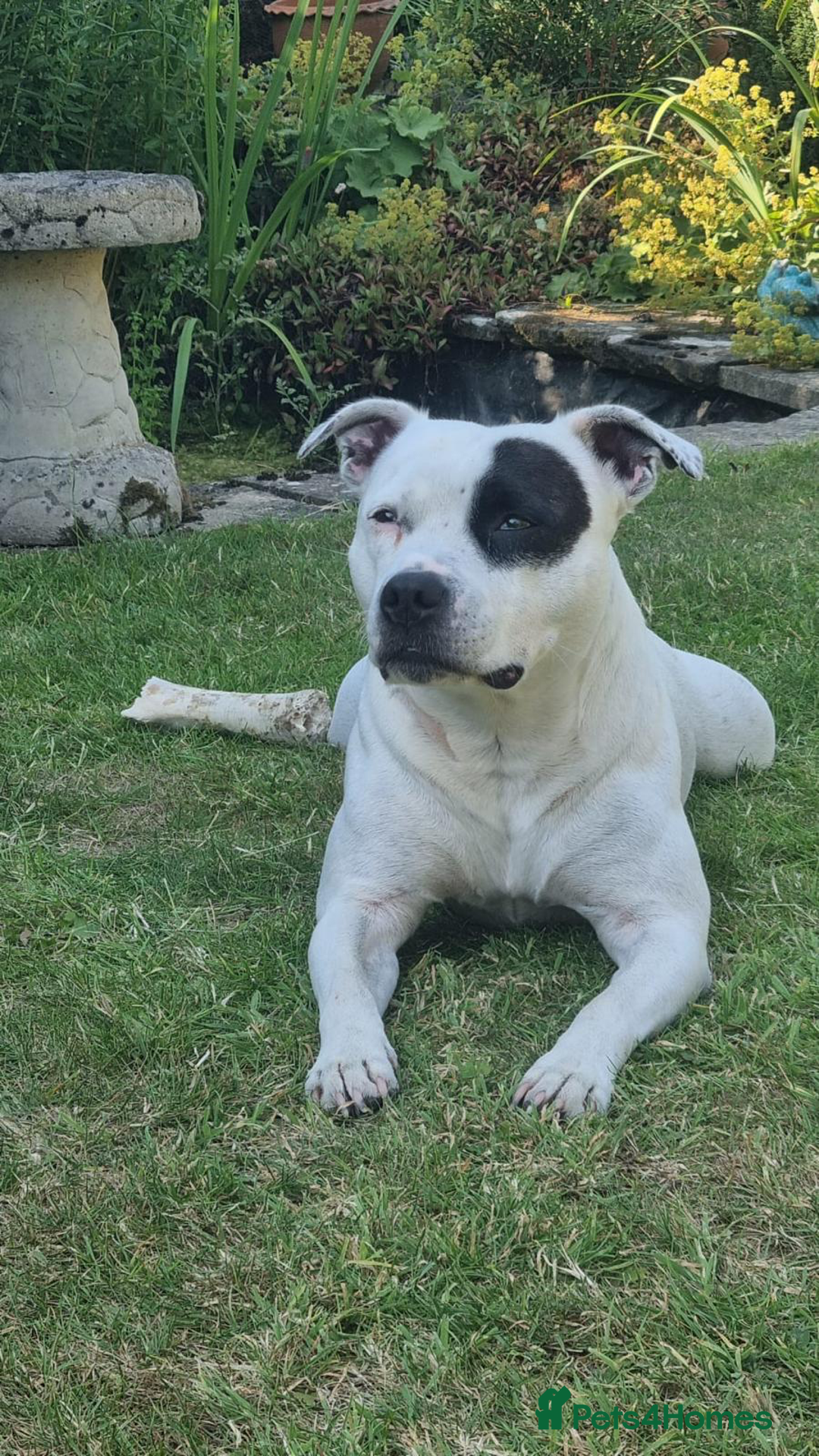 Staffordshire Bull Terrier dogs for sale: Beautiful KC Reg Staffordshire Bull Terrier Pups - Image 6